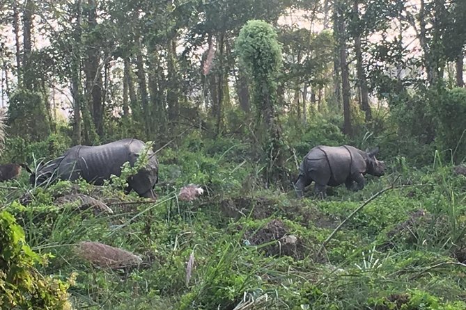 1 Night 2 Days Chitwan Jungle Safari Tour from Kathmandu - Chitwan Jungle Safari, Done in 1 Night From Kathmandu