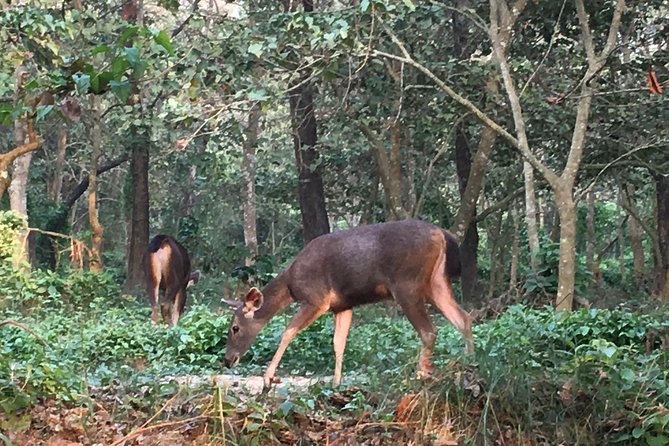 1 Night 2 Days Chitwan Jungle Safari Tour from Kathmandu - Small Practical Tips That Improve Your Odds