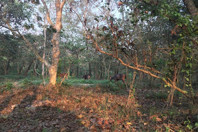 1 Night 2 Days Chitwan Jungle Safari Tour from Kathmandu - Price and Logistics: What You’re Paying For