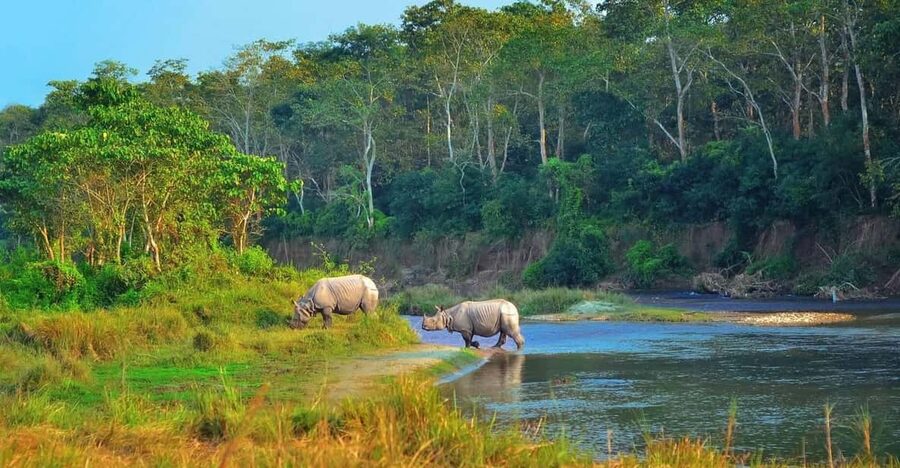 2 Days Chitwan Jungle Safari Tour from Pokhara/Kathmandu - Key highlights you will feel immediately