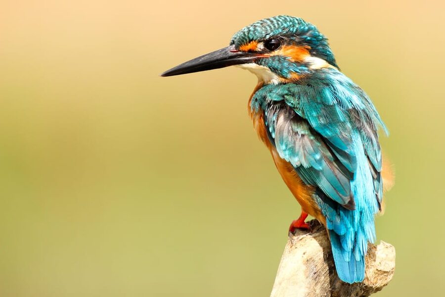 2 Days Chitwan Jungle Safari Tour from Pokhara/Kathmandu - Price and logistics: is $117 a fair deal?
