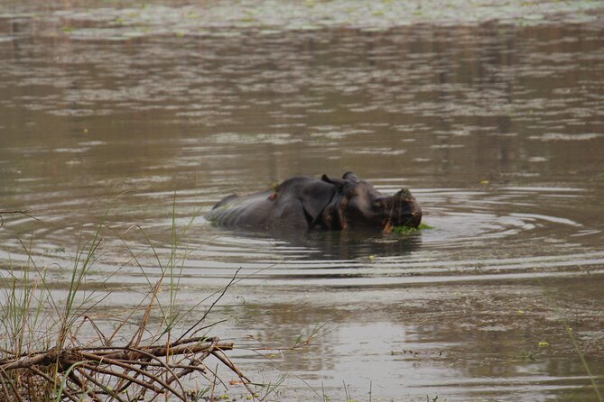 3-Day Chitwan National Park Jungle Safari Tour Package with Pick Up - Wildlife Reality Check: Rhino, Crocs, and Tiger Probability