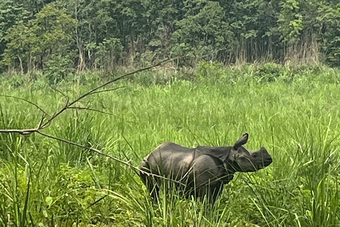 3-Day Guided Safari Tour in Chitwan National Park in Nepal - Day 2: morning birds, then Rapti River canoeing for close wildlife moments