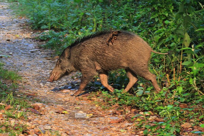 3 Days Jungle Safari in Chitwan National Park - Day 1: Tharu village, Chitwan Museum, and a Rapti sunset