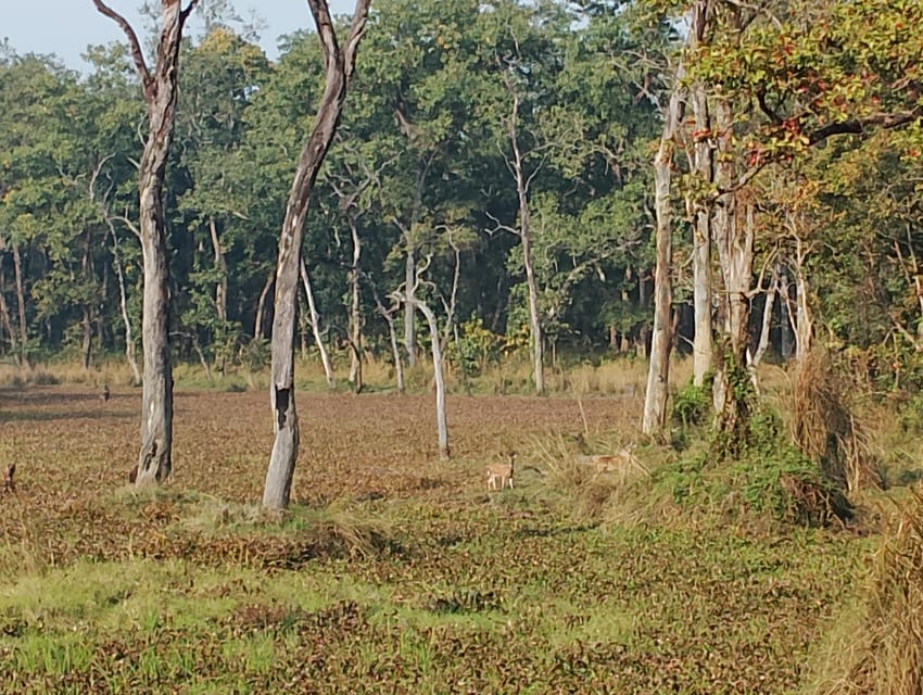 3 Nights 4 Days Chitwan National Park with Tower Night Stay - Who Should Book This Chitwan Tour (and Who Should Skip It)