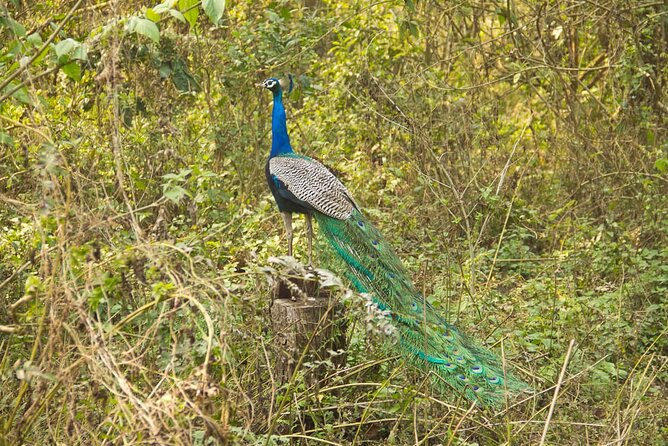 3 Nights 4 Days Chitwan National Park with Tower Night Stay - Day 1: The Drive to Chitwan, Sunset by the Rapti, and Tharu Dance