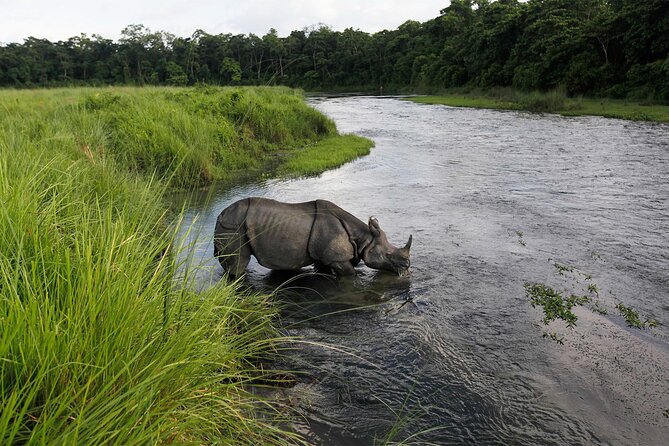 3 Nights 4 Days Chitwan National Park with Tower Night Stay - Wildlife Reality Check: How to Think About Rhinos, Tigers, and the Timing Gap