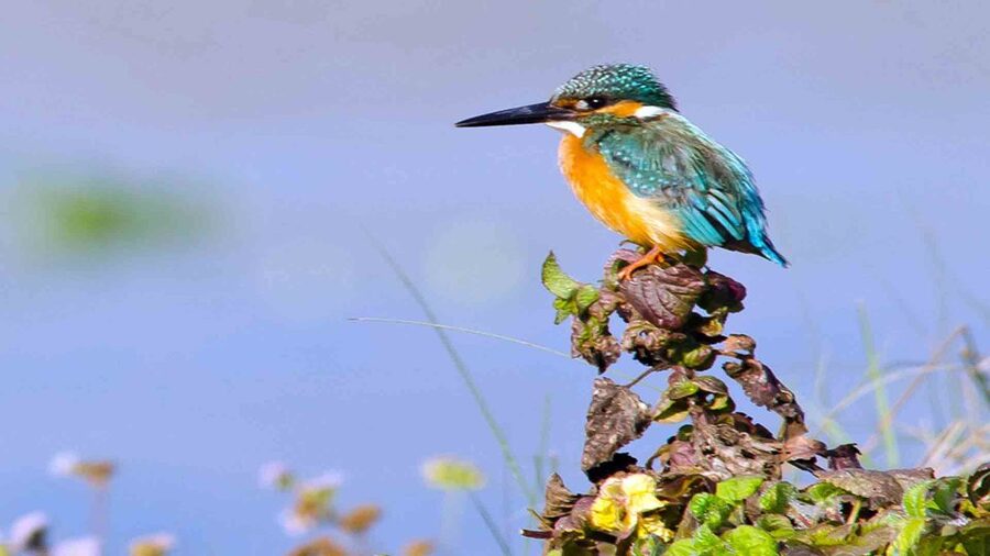 3 Nights 4 Days Chitwan National Park with Tower Night Stay - The Guide Factor: Why Krishna Made the Difference