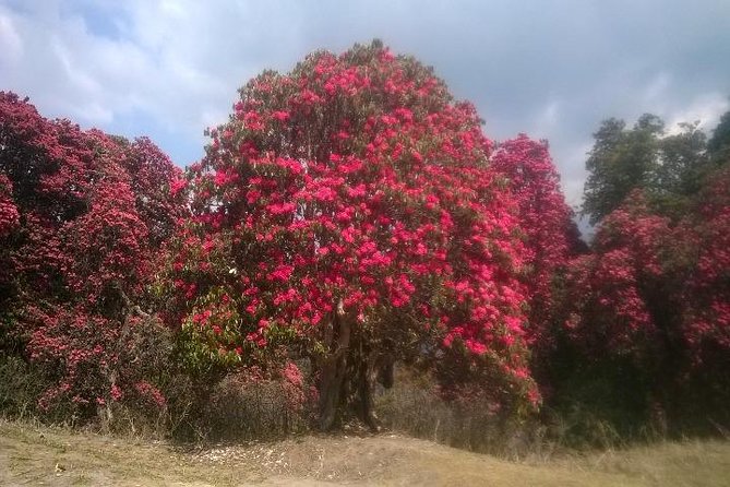 Annapurna Base Camp Trek - 11 Days - Days 3 and 4: Rhododendron Forests, Ghorepani, and the Poon Hill Sunrise