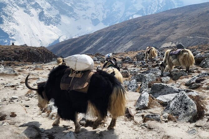 Everest Base Camp Trek from Kathmandu 12 Days - Key things you’ll likely care about most