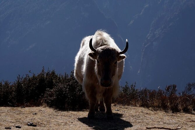 Everest Base Camp Trekking - 2025/2026 - Namche to Pangboche: monasteries, views, and steady effort