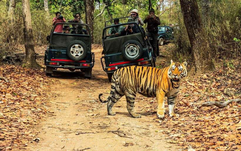 From Kathmandu/Pokhara: 2, 3, or 4-Day Chitwan Jungle Safari - Day-by-day: how the 2, 3, and 4-day options play out