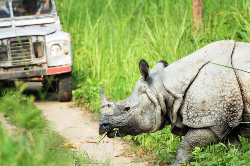 From Kathmandu/Pokhara: 2, 3, or 4-Day Chitwan Jungle Safari - Jeep safari technique: how you get more than one kind of wildlife viewing