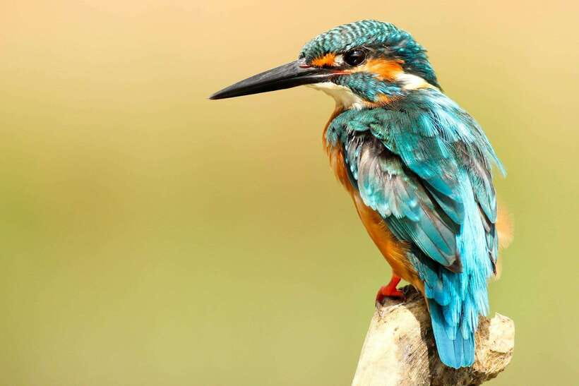 From Kathmandu/Pokhara: 2, 3, or 4-Day Chitwan Jungle Safari - Jungle Tower night: the best reason to choose 4 days