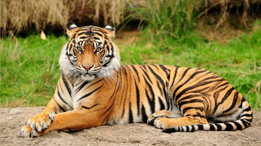From Kathmandu/Pokhara: 3-Day All-Inclusive Chitwan Safari - Getting to Chitwan the Right Way, Kathmandu or Pokhara Included