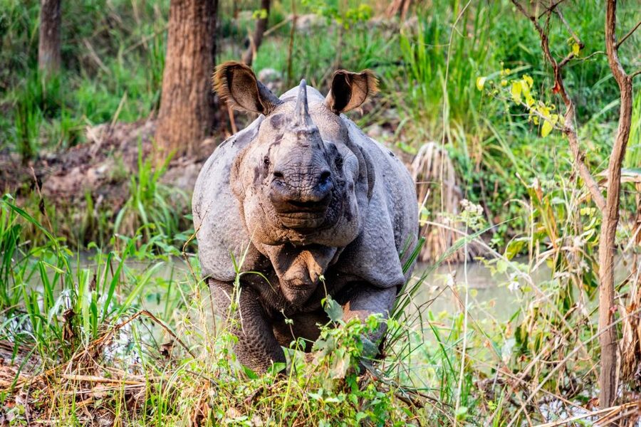 From Kathmandu/Pokhara: Private 3-Day Chitwan Safari Tour - Elephant Breeding Center: Why It Belongs on a Safari Plan