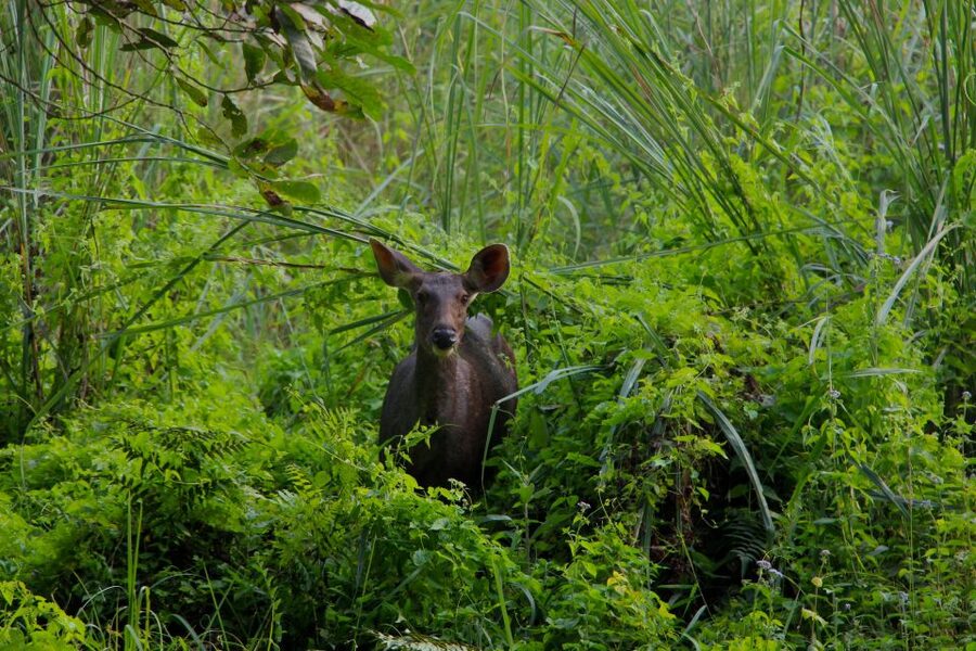 From Kathmandu/Pokhara: Private 3-Day Chitwan Safari Tour - Lodging and Meals: Built for Safari Energy