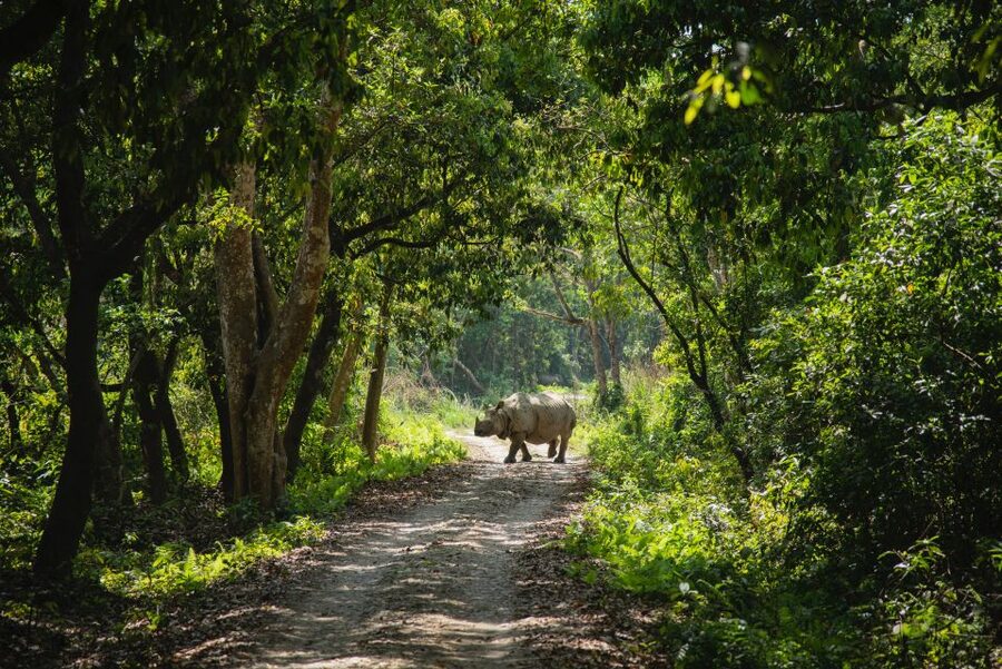 From Kathmandu/Pokhara: Private 3-Day Chitwan Safari Tour - Getting There from Kathmandu or Pokhara, Without the Headache