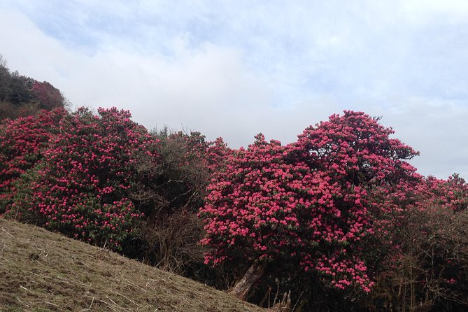 Ghorepani Poon Hill Trek - Day 2: Ulleri, Bhanthati, and Rhododendron Forest Walking