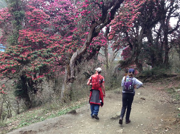 Ghorepani Poon Hill Trek - Day 4: Downhill into Ghandruk for Gurung Village Time