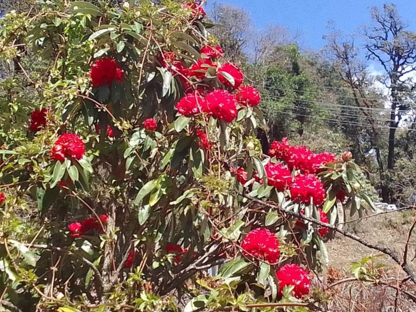 Kathmandu: 10-Day Adventurous Annapurna Circuit Trek - Chame and Upper Pisang: forests, suspension bridges, and first big views