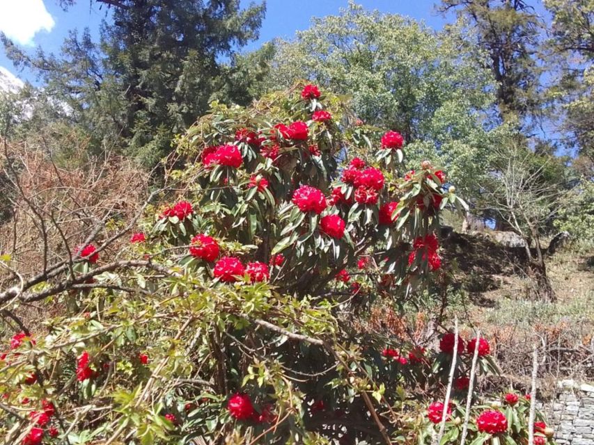 Kathmandu: 10-Day Adventurous Annapurna Circuit Trek - Yak Kharka to Thorong Phedi: gearing up for cold air and high effort