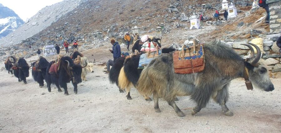 Kathmandu: 14-Day Everest Base Camp with Kala Patthar Trek - Tea Houses, Meals, and the Hot Shower Reality