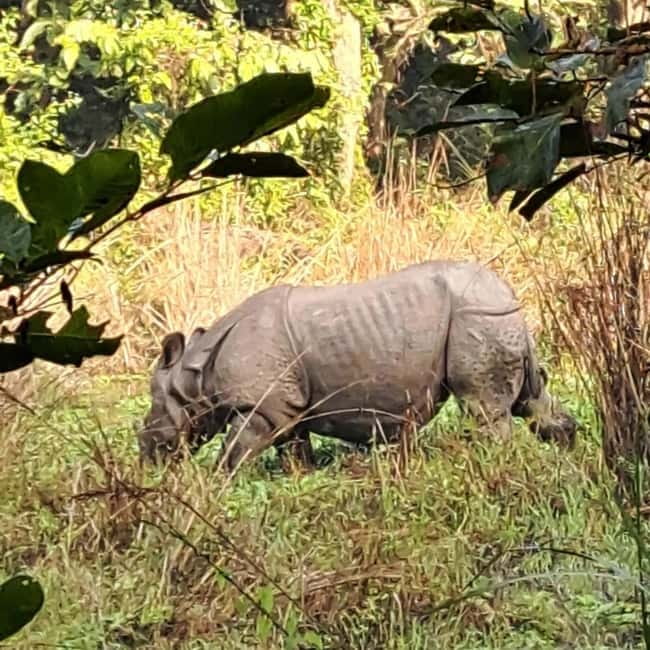 Kathmandu: 3-Day Chitwan Safari Tour with Hotel Transfers - Key points to know before you go