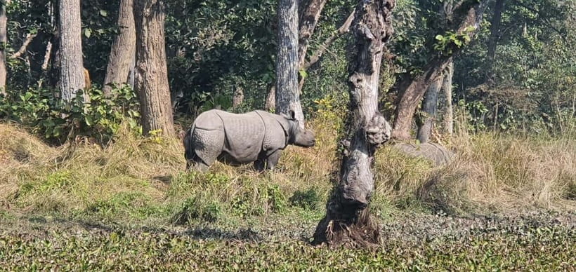 Kathmandu: 3-Day Chitwan Safari Tour with Hotel Transfers - A 3-day Chitwan safari that does the hard work for you