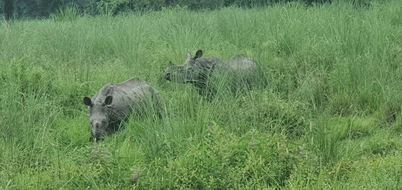 Kathmandu: 3-Day Chitwan Safari Tour with Hotel Transfers - Day 1 in Chitwan: National Park time, Rapti sunset, and Tharu culture