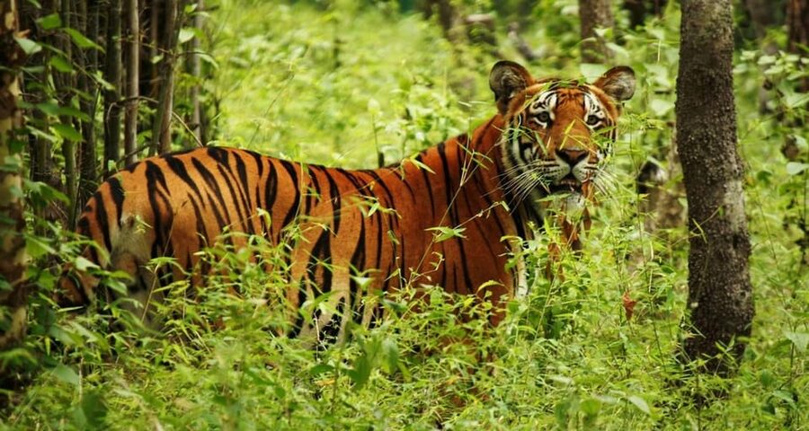 Kathmandu: 4-Day Private Chitwan National Park Safari Tour - Tips to make your safari days smoother