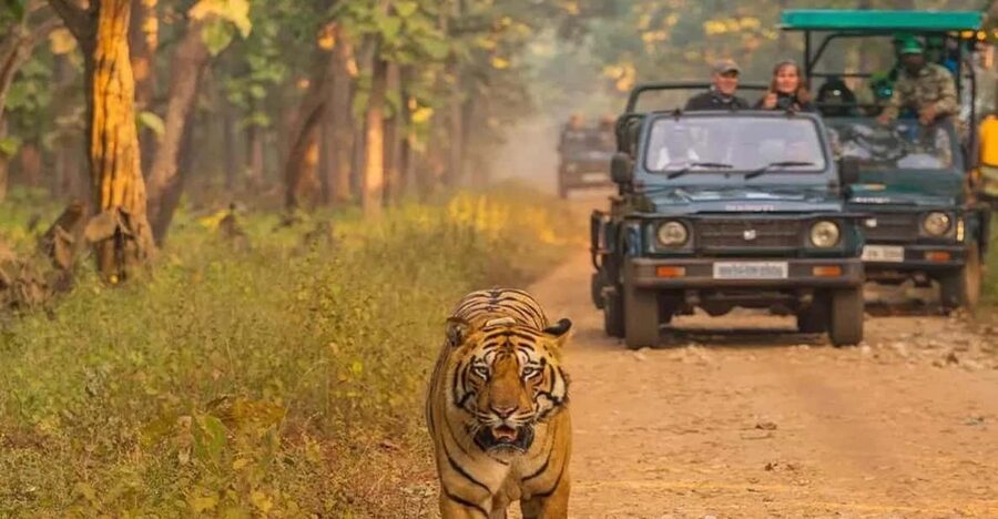 Kathmandu: 4-Day Private Chitwan National Park Safari Tour - From Kathmandu to Chitwan: the ride, the show, and your AC base