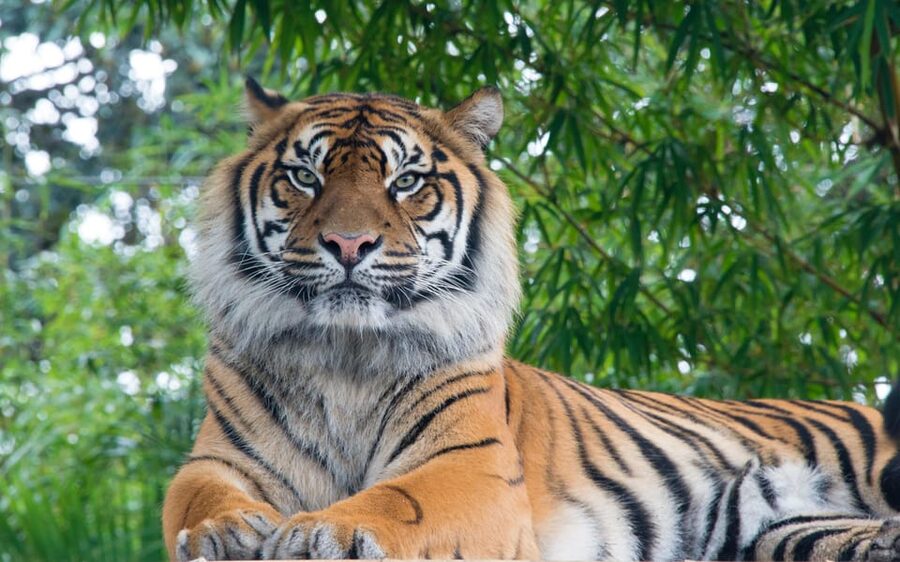 Kathmandu: 4-Day Private Chitwan National Park Safari Tour - Day 3 choice: jungle walk for close-up nature or cycling to the 20,000 Lake