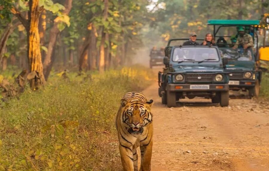 Kathmandu: 4-Day Private Chitwan National Park Safari Tour - Chitwan National Park by jeep: finding rhinos and the birds you might miss