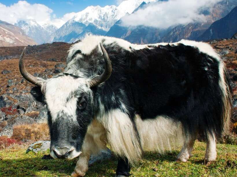 Kathmandu: 6 Days Langtang Valley Trek with Kyanjin Ri - Day 4: Kyanjin Ri optional sunrise hike, altitude and timing