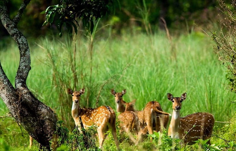 Kathmandu/Pokhara: 3 Day Chitwan Jungle Safari Tour - Key highlights at a glance