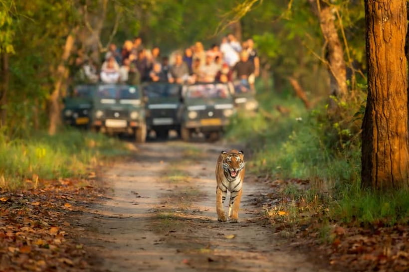 Kathmandu/Pokhara: 3 Day Chitwan Jungle Safari Tour - Day 1: Tharu village, sunset time, and an evening show