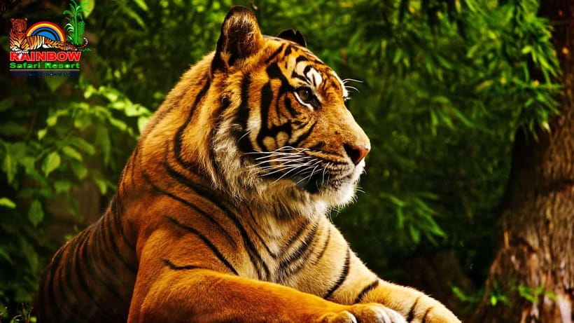 Kathmandu/Pokhara: 3 Day Chitwan Jungle Safari Tour - Your lodge stay in Sauraha: comfort, food, and the power reality