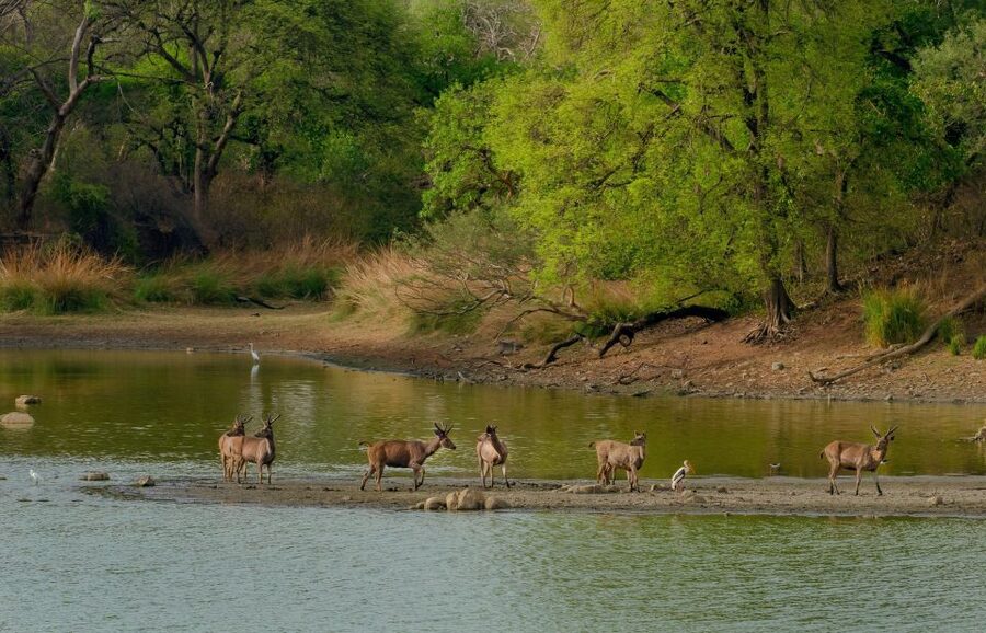 Kathmandu/Pokhara: Wildlife, Culture and Jungle Safari Tour - Key Moments That Make This Tour Worth Your Time