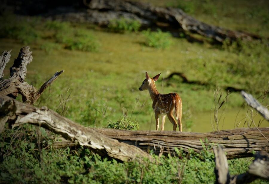 Kathmandu/Pokhara: Wildlife, Culture and Jungle Safari Tour - Price and Value: Is $120 a Good Deal Here?