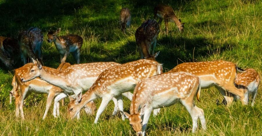 Kathmandu/Pokhara: Wildlife, Culture and Jungle Safari Tour - Kathmandu and Pokhara to Chitwan: The Logistics That Matter