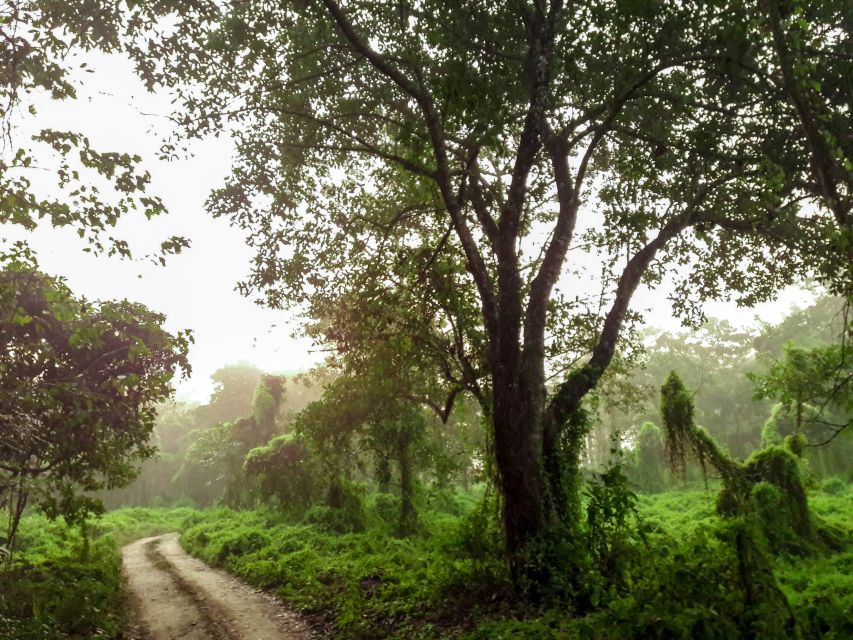 Kathmandu/Pokhara: Wildlife, Culture and Jungle Safari Tour - Day 1 in Sauraha: Check-In, Tharu Dance, and a Dinner That Feels Local