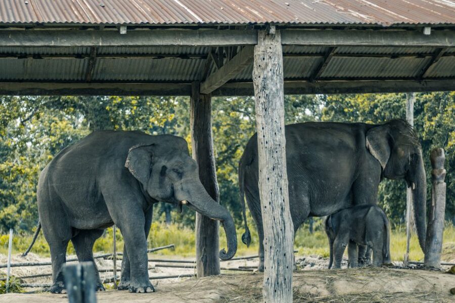 Kathmandu/Pokhara: Wildlife, Culture and Jungle Safari Tour - Day 2 in Chitwan: Safari, Rapti River Canoe, Jungle Walk, and Conservation Learning