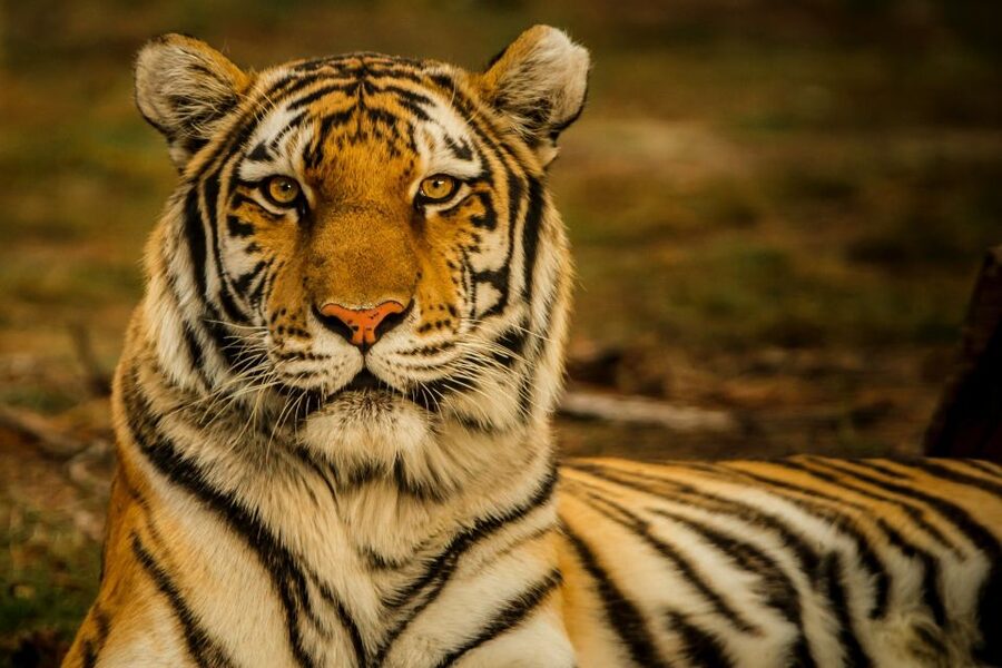 Kathmandu/Pokhara: Wildlife, Culture and Jungle Safari Tour - Packing List for Comfort (So You Actually Enjoy Day 2)