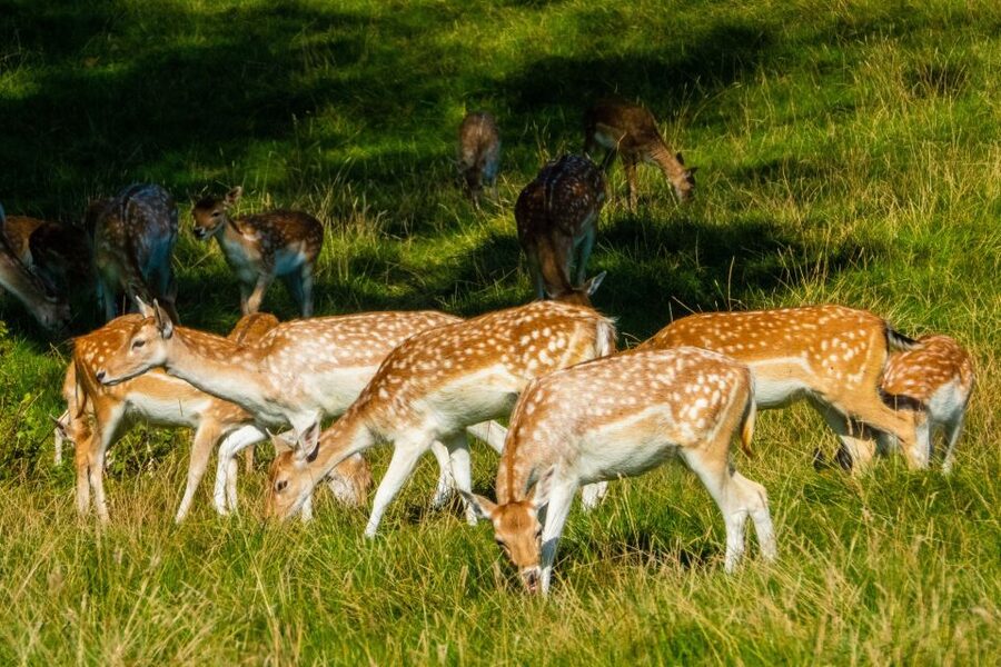 Kathmandu/Pokhara: Wildlife, Culture and Jungle Safari Tour - Jeep Safari vs Elephant Ride: Pick What Matches Your Values