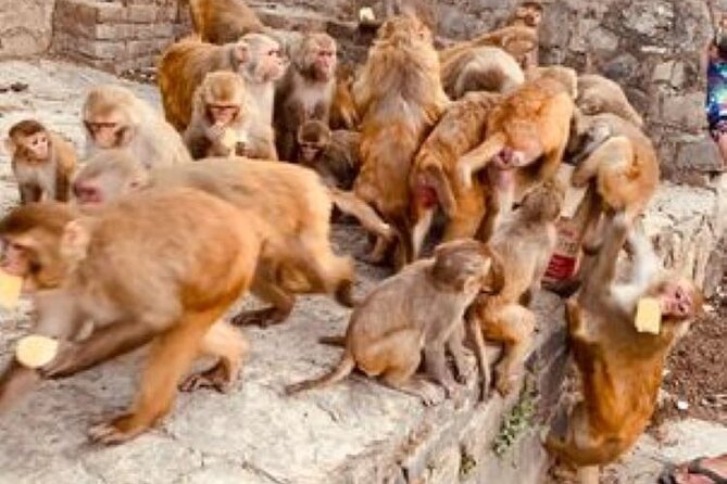 Kathmandu Private Sightseeing Tour | UNESCO World Heritage Sites - Swyambhunath: Monkey Temple Views From the Hilltop