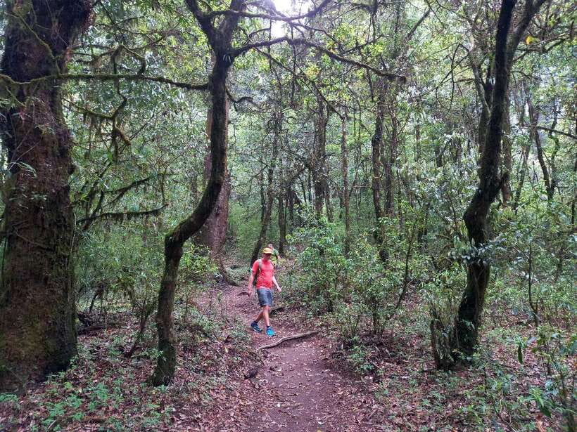 Kathmandu: Shivapuri Day Hike with Lunch - Money value: $3.80 for guide, lunch, park fee, and transport