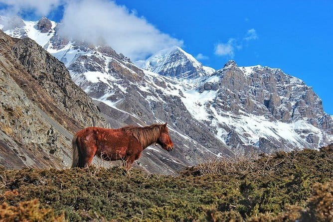 Kathmandu to Langtang Valley 7-Day Trek - Should you book this Langtang Valley trek?