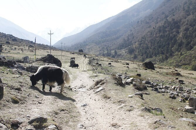 Langtang Trek from Kathmandu 7 Days - Key things I’d plan around before you go