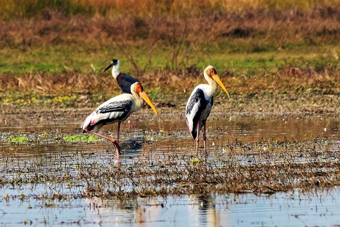 Nepal Birding - Your cost and what you actually get for $225